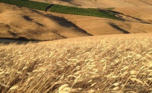 Il Grano in Estate 2