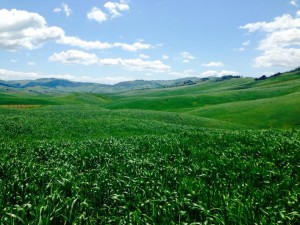 Il Grano in primavera