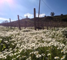 Primavera a Montoni