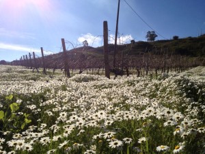 Primavera a Montoni